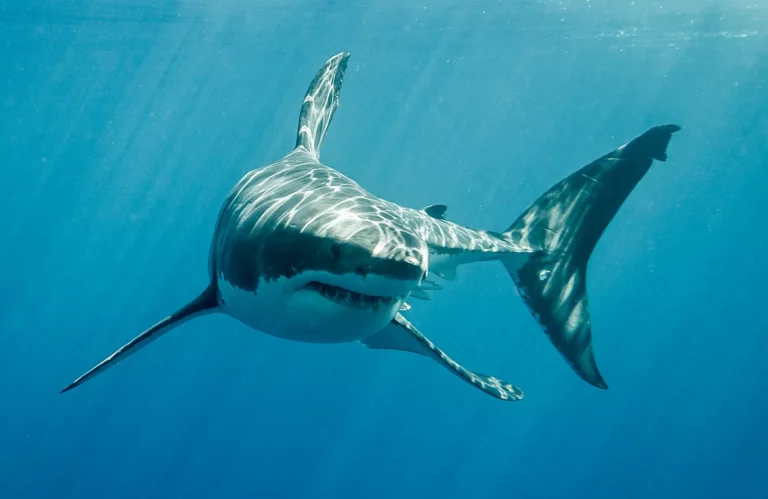 Foley News Shark Fishing Alabama