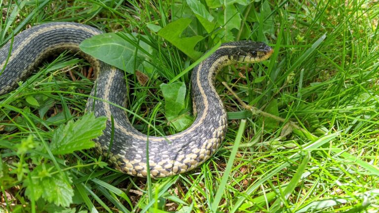 Foley Snake Removal