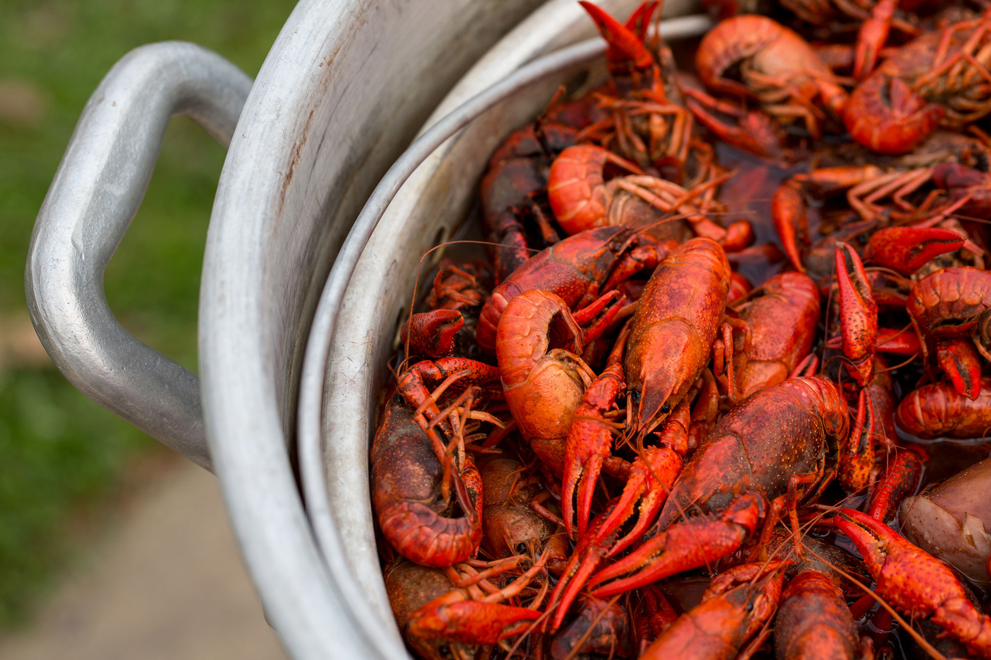Foley Crawfish Day