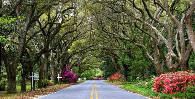 Magnolia Springs