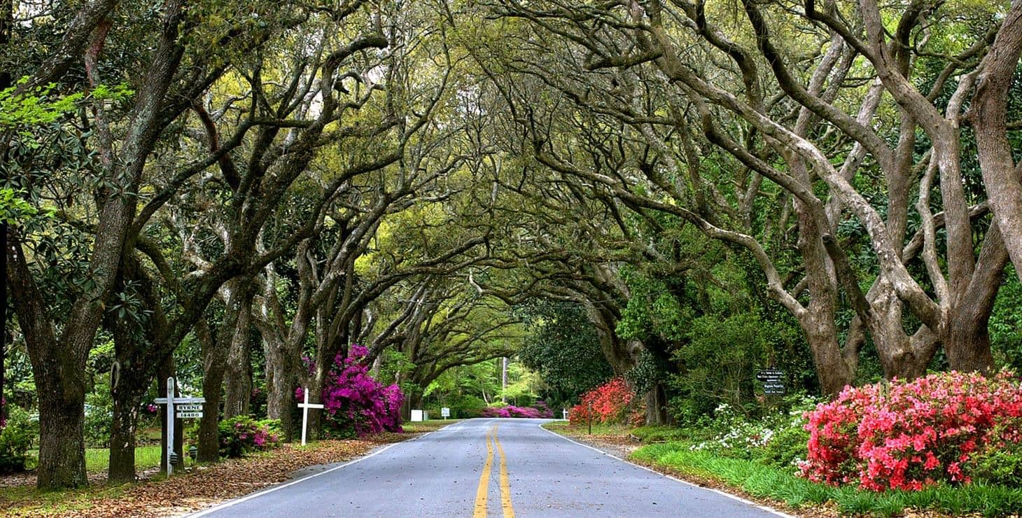 Magnolia Springs