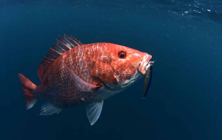 red snapper season