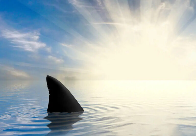 Sharks