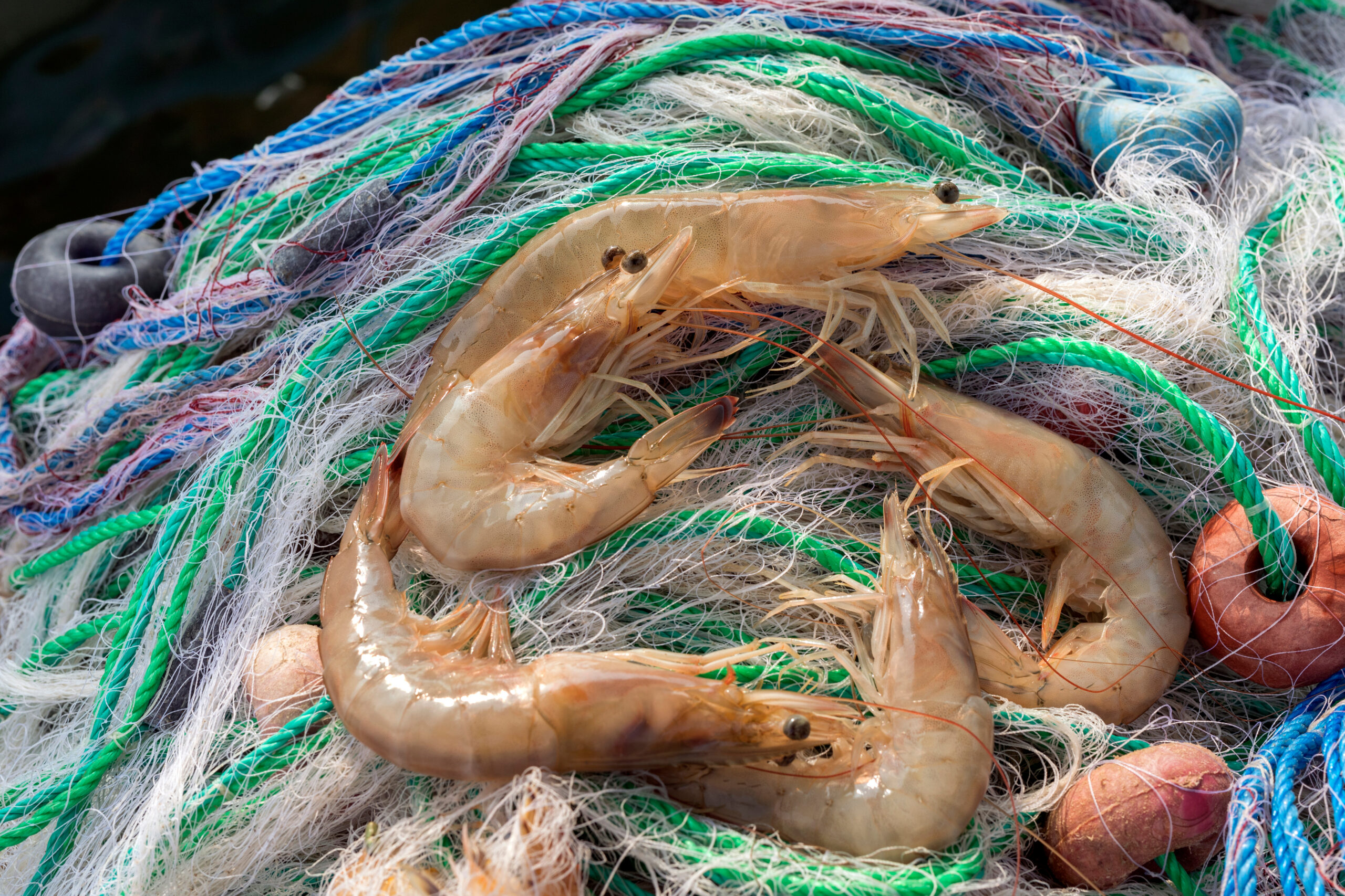 Shrimping Season