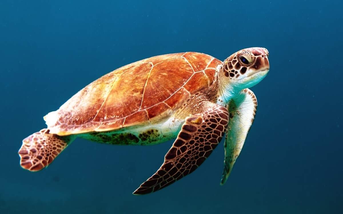 State Park Sea Turtle Day