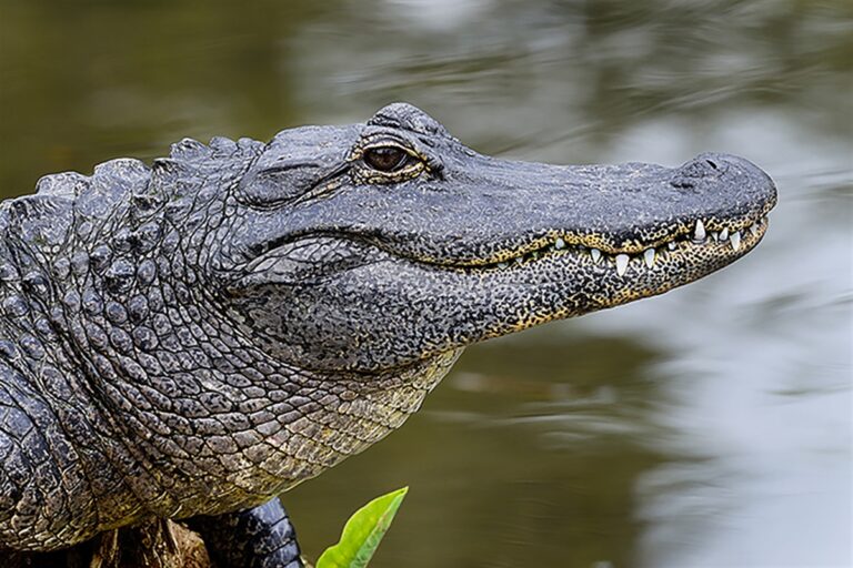 Foley Alligator Hunting