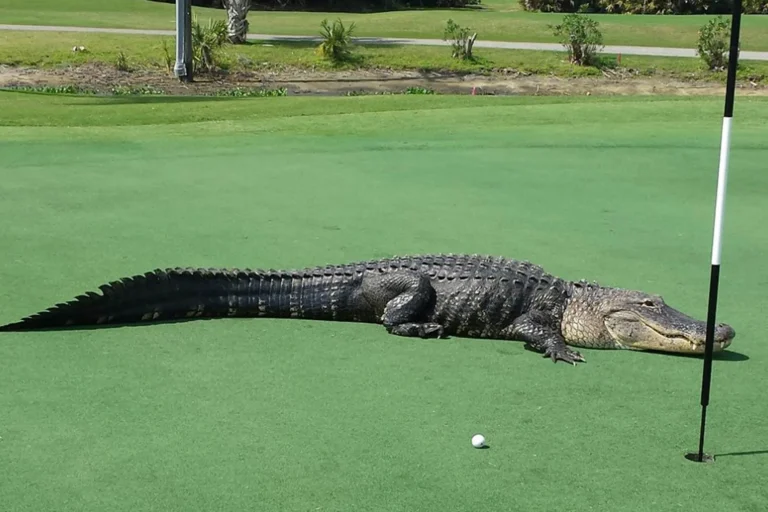 Gulf Shores Golf