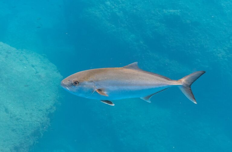 Fishing Season Amberjack
