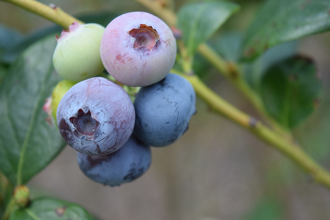 Foley Blueberry