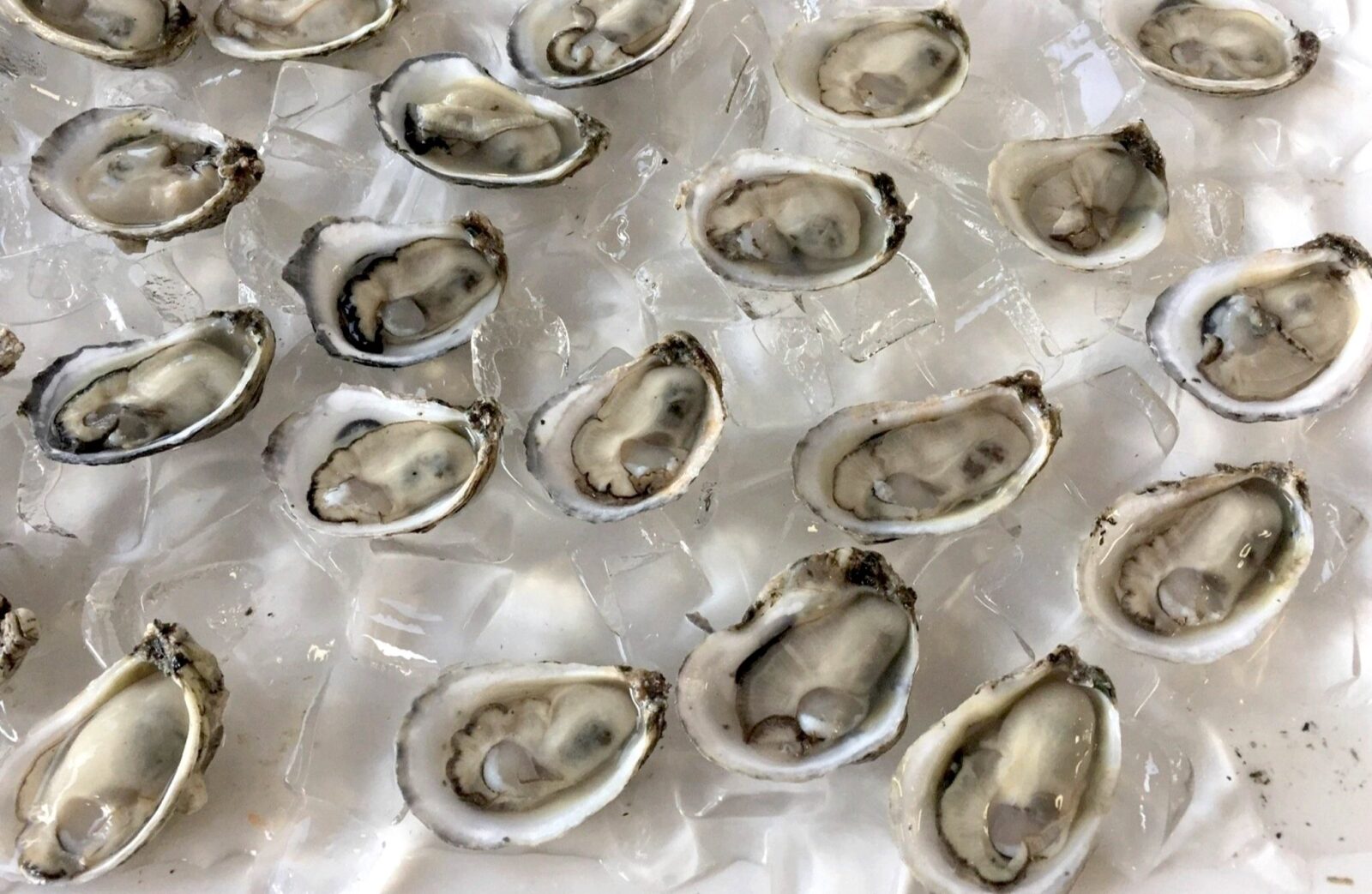 foley oysters