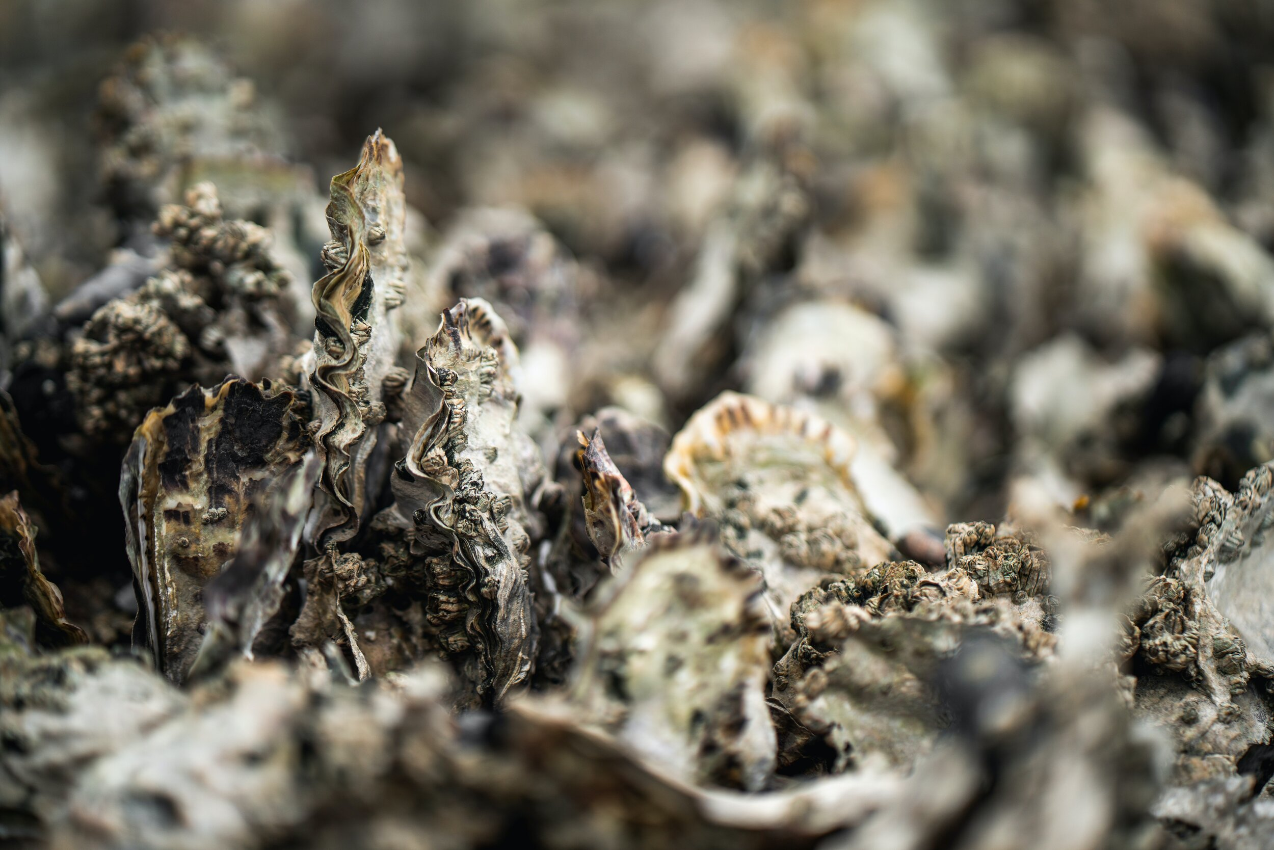 Foley Oysters